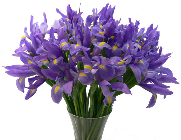 24 Stems Spring or Summer Irises For Flower Delivery!