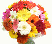 Mixed Colour Gerberras For Flower Delivery.